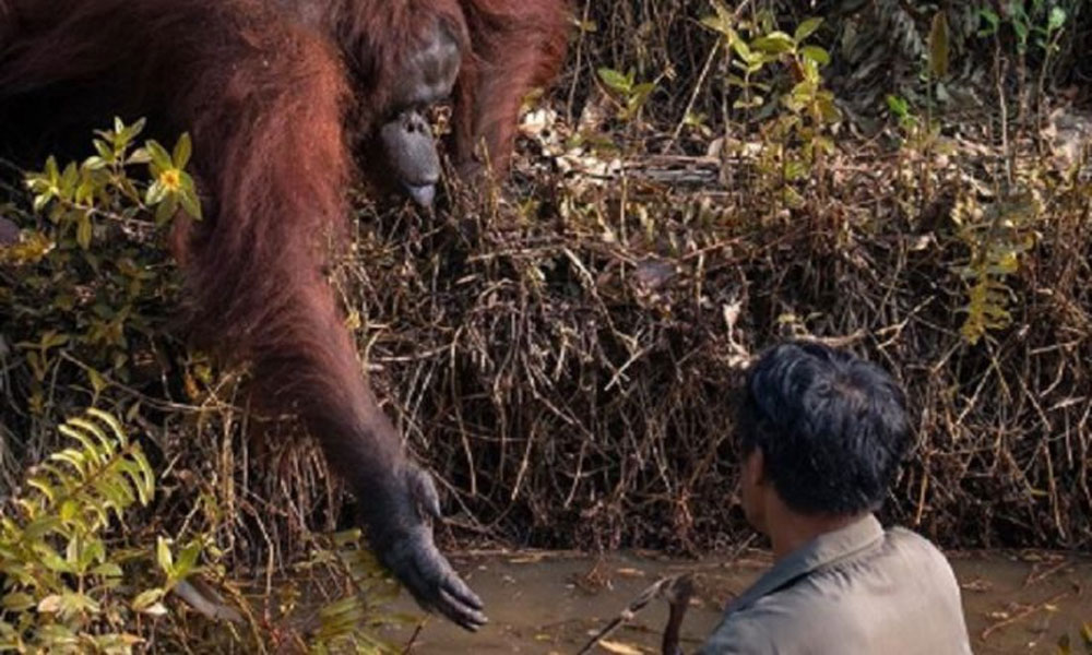 Orangotango oferece ajuda para homem a sair de rio infestado por cobras. Foto: Reprodução Instagram