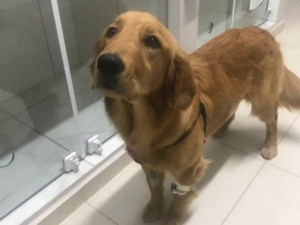 Dona viaja 400 km, faz cirurgia inédita e salva cadela golden retriever