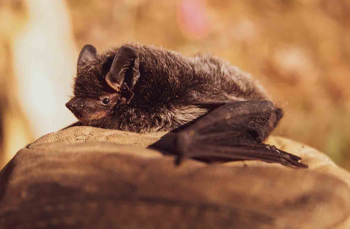 Menino morre após contrair raiva por mordida de morcego