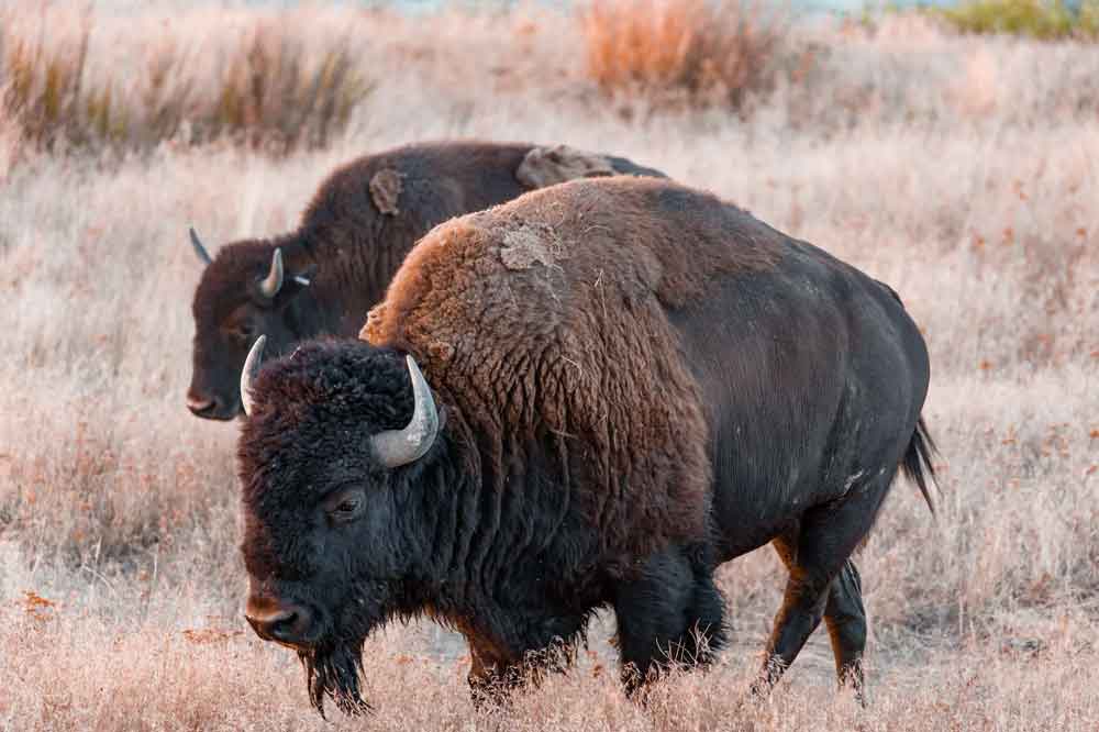 Yellowstone tenta humor para alertar contra animais perigosos