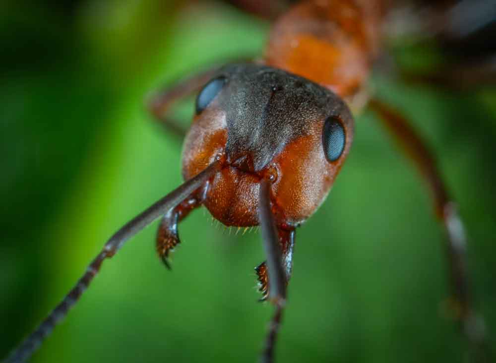 Nuvem de gigantesca de formigas voadoras engana radar e aparece como chuva