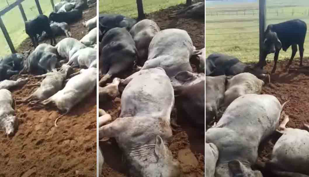 Raio mata homem e diversas cabeças de gado; veja o vídeo