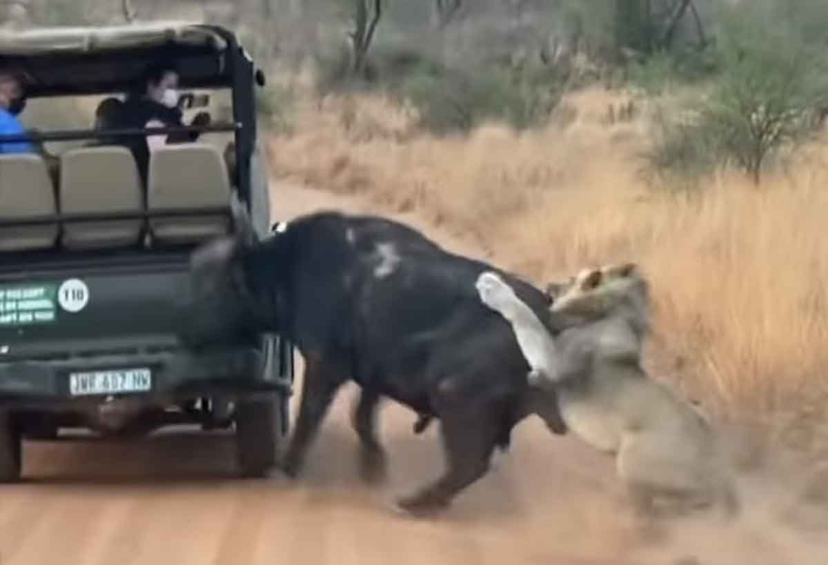 Búfalo colide com carro enquanto era atacado por leões na África do Sul. Foto: Reprodução Youtube