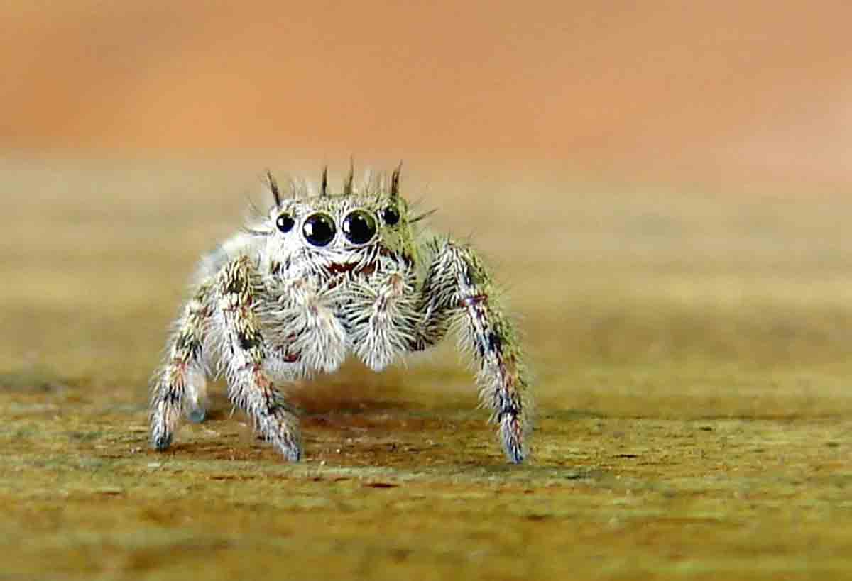 Filme revela como as aranhas voam