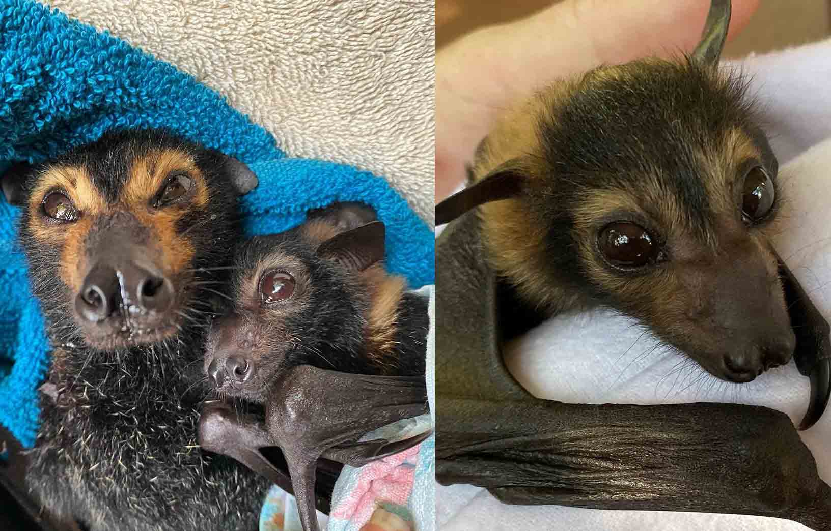 Australiana cuida de 600 morcegos em sua casa. Foto: reprodução Instagram
