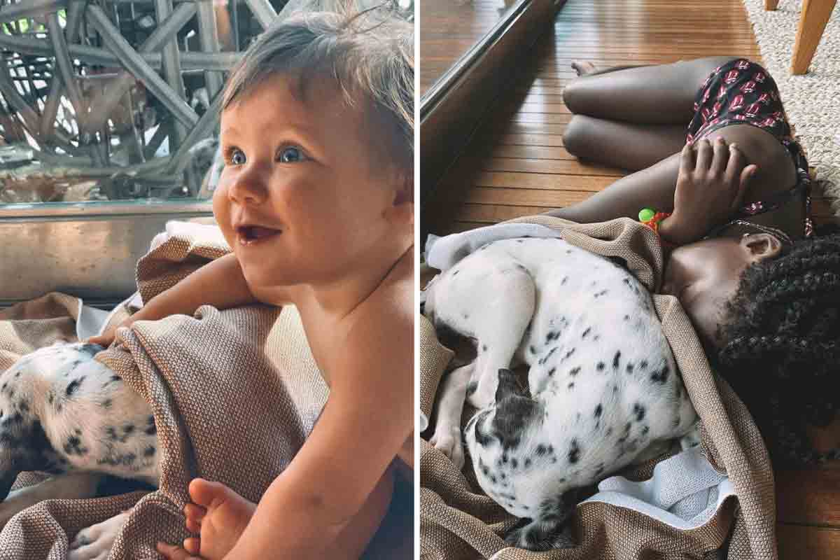 Bruno Gagliasso adota nova cachorrinha: “Bem-vinda a família” (Foto: Reprodução/Instagram)
