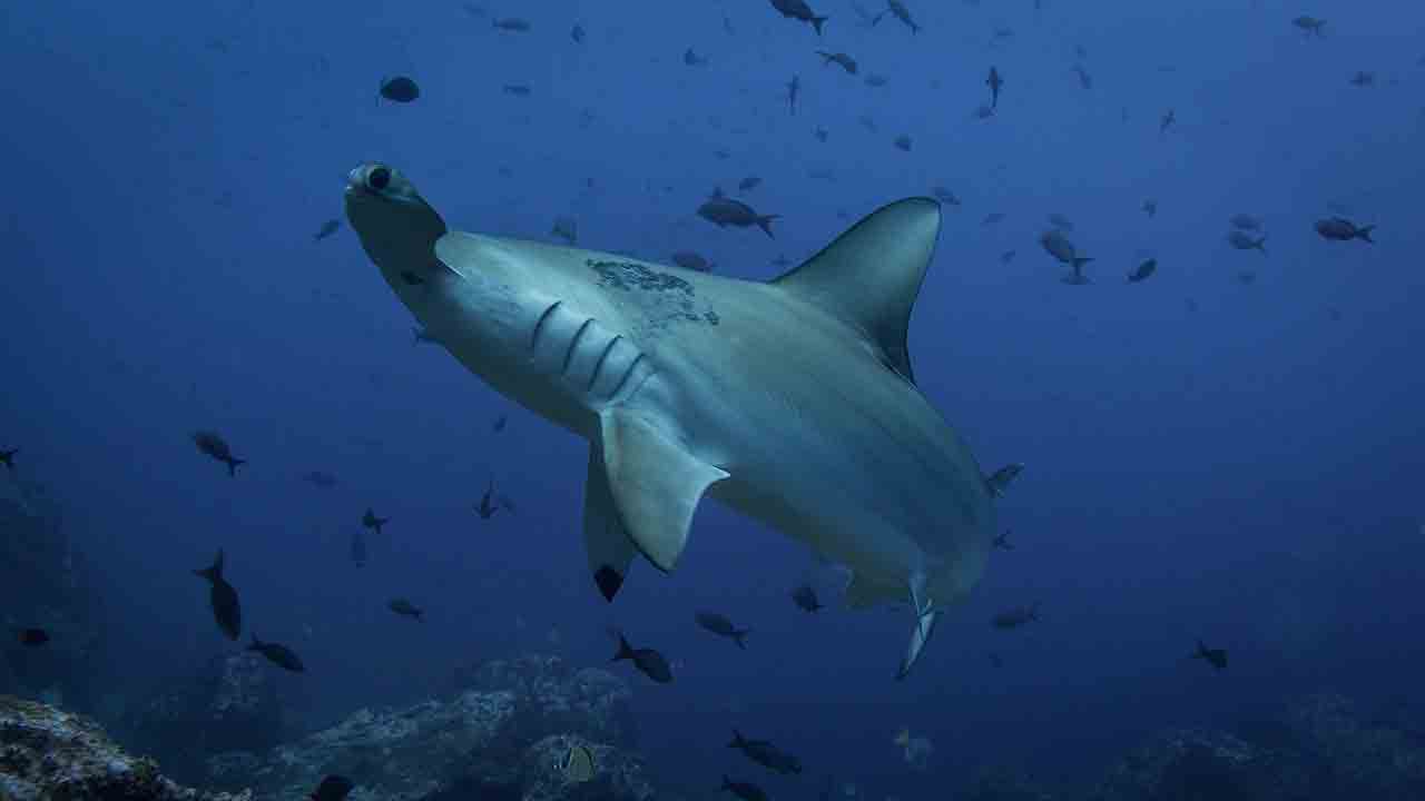 Espécie rara de tubarão-martelo é avistada no litoral da Paraíba. Foto: Pixabay