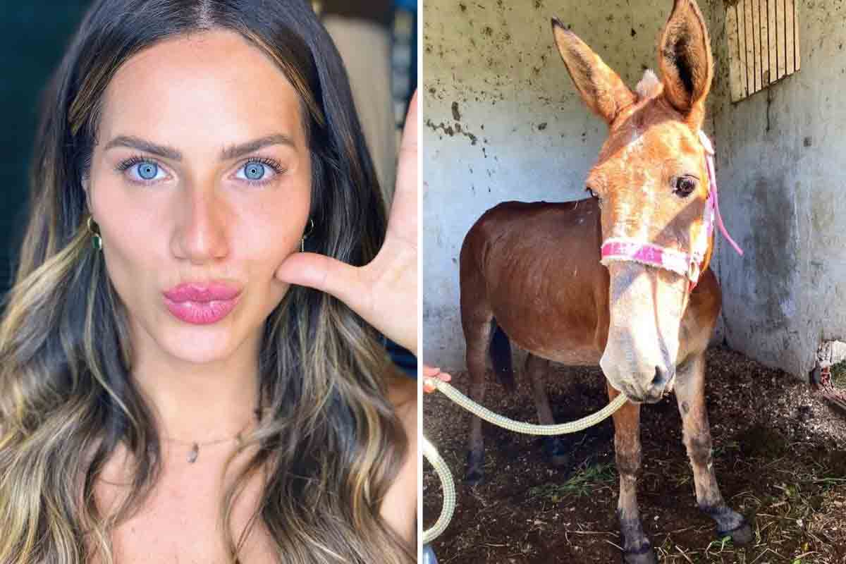 Giovanna Ewbank adota burro que sofria maus-tratos. Foto: Reprodução Instagram