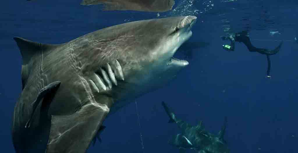 Tubarão monstruoso caçando na Flórida é flagrado por mergulhador; veja fotos. Foto: Reprodução Instagram