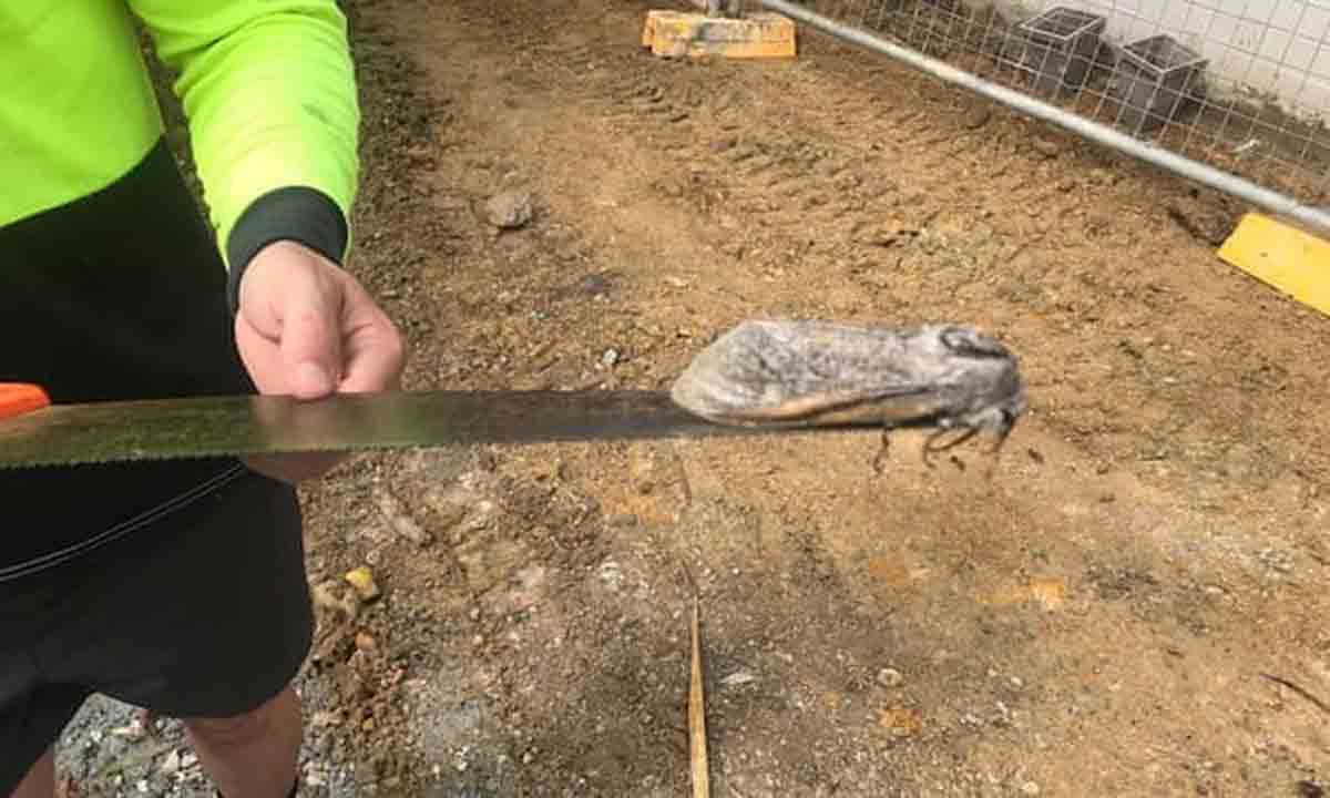 Inseto gigante de 25 cm é achado em escola na Austrália. Foto: reprodução Facebook