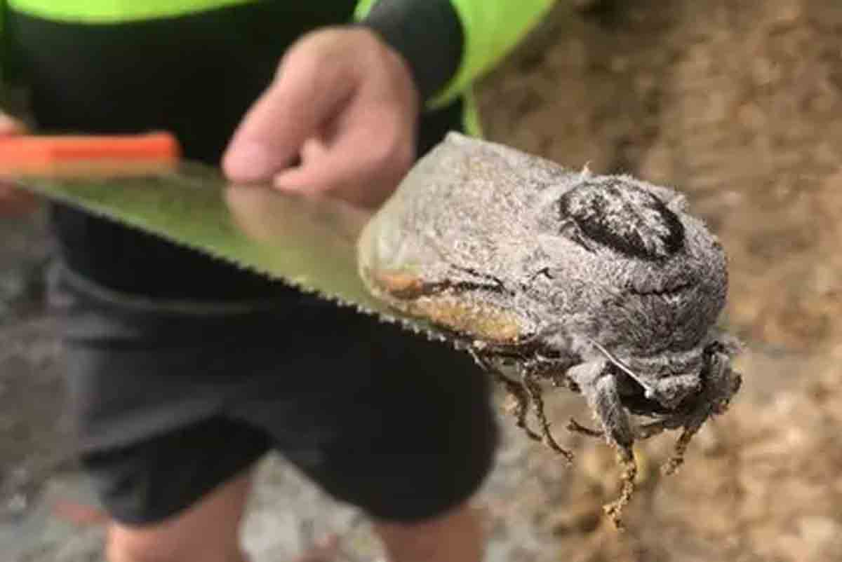 Inseto gigante de 25 cm é achado em escola na Austrália. Foto: reprodução Facebook