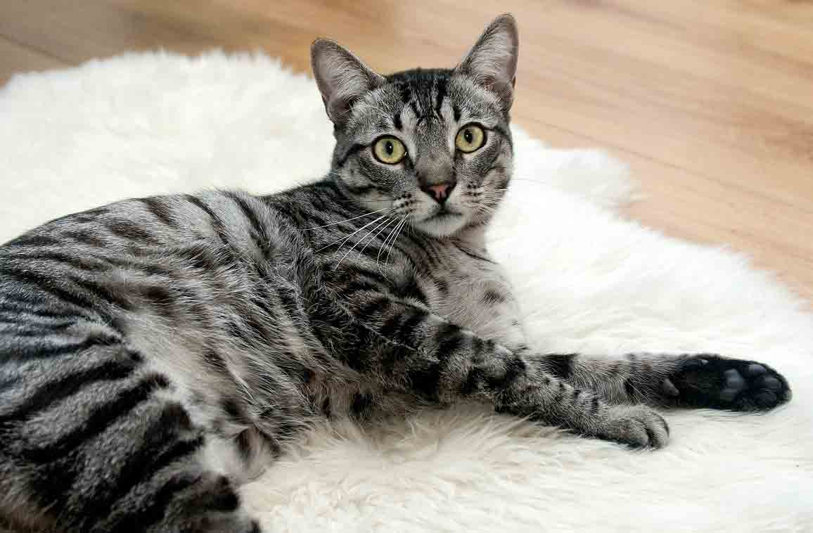 Ex-professor é acusado de matar seus gatos como uma forma de se sentir poderoso. Foto: Pixabay