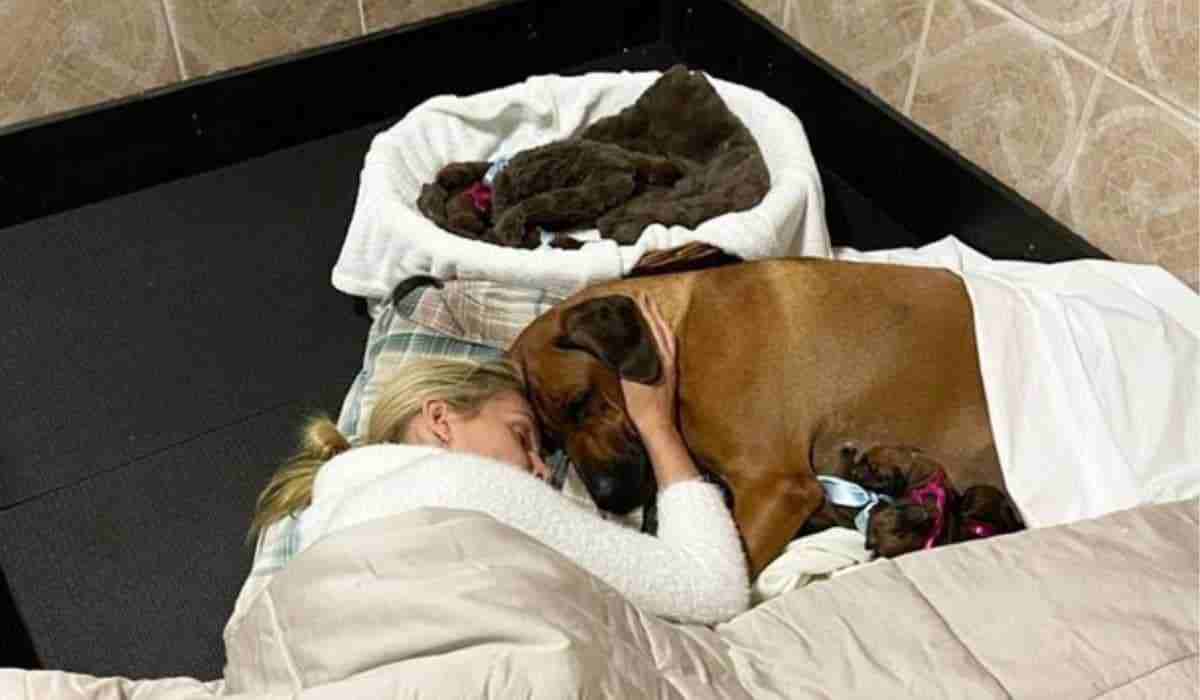 Ana Hickmann dorme ao lado de cachorra que pariu 17 filhotes: 'criar por amor'