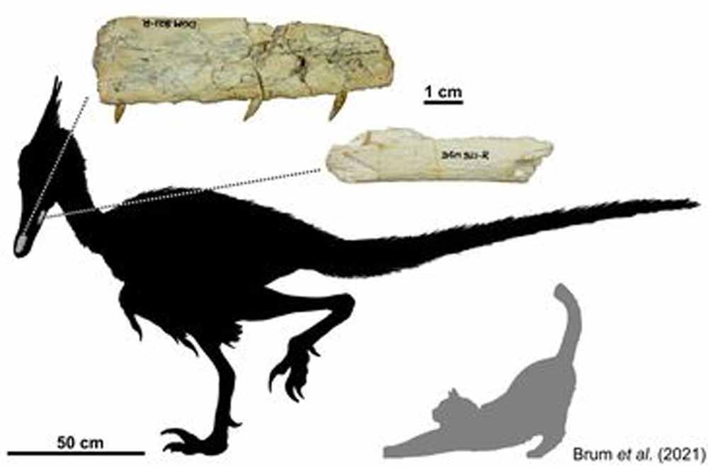 Estudo brasileiro descreve dinossauro que viveu no período Cretáceo. Foto: Divulgação / Museu Nacional