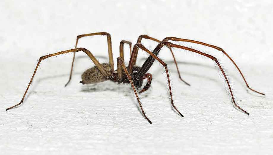 Adolescente britânico sofre amputação após ser picado por aranha em Ibiza. Foto: Pixabay