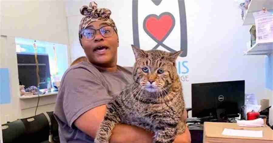 Gato que viralizou na internet recebe mais de 3.000 pedidos de adoção