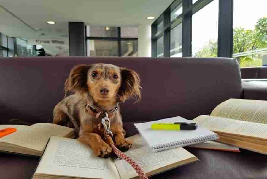 Universidade britânica usa cadela dachshund para ‘orientar’ alunos(fonte reprodução instagram))