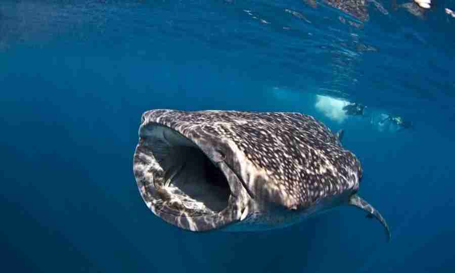 Mergulhador faz a selfie perfeita com um tubarão-baleia(fonte: reprodução instagram)