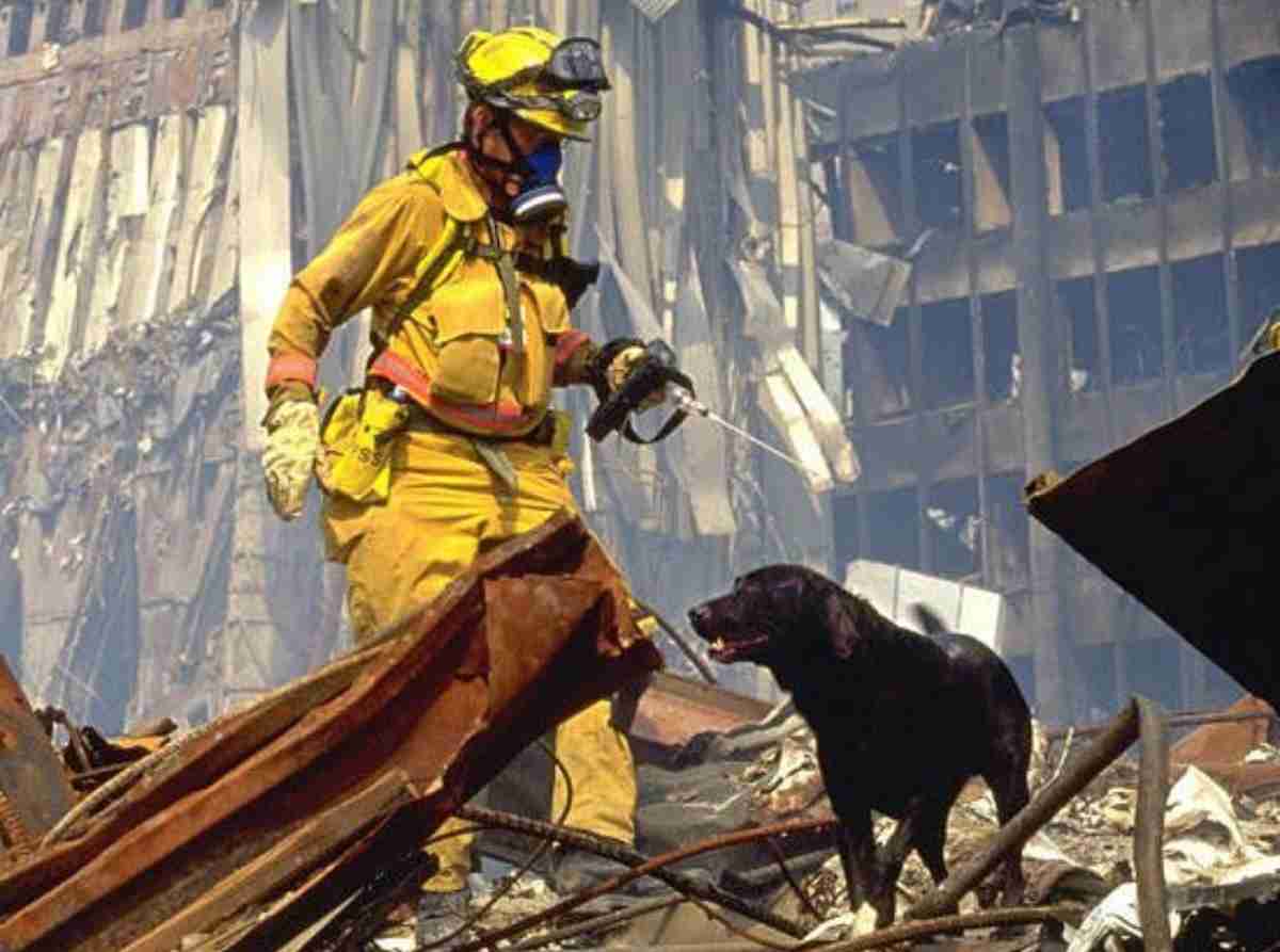 Conheça alguns dos cães que trabalharam no 11 de Setembro- Foto Twitter