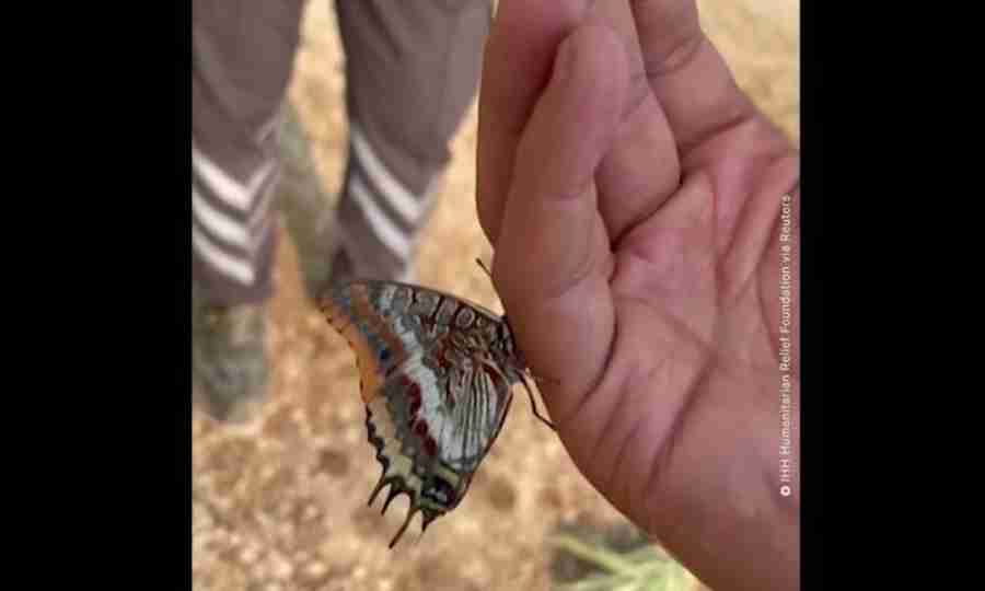 Vídeo: afetada por incêndio, borboleta bebe água das mãos de socorrista(fonte reprodução youtube)