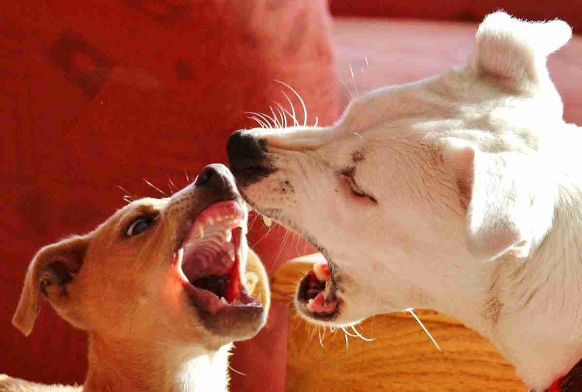 O que quer dizer cada um dos sons que os cães emitem? Ciência explica