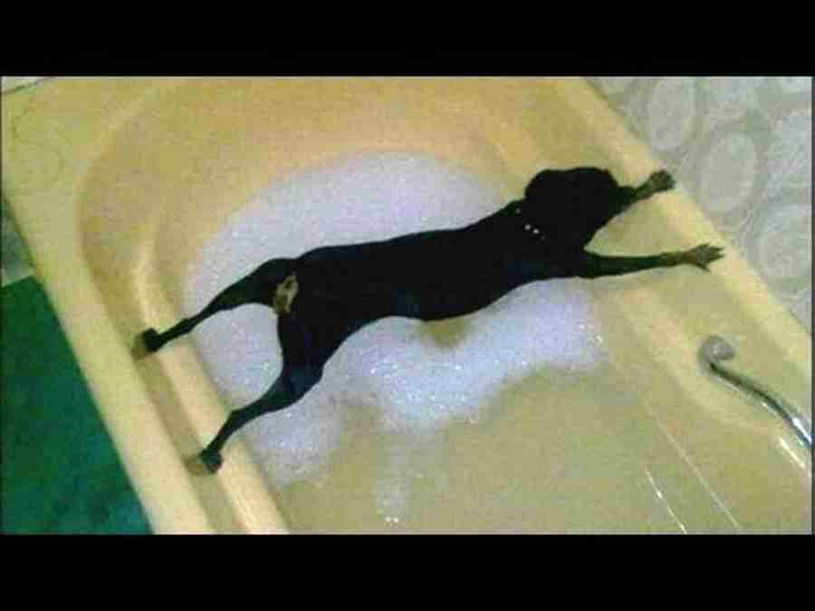Esse vídeo com cães que detestam banho vai animar o seu dia(fonte reprodução youtube)