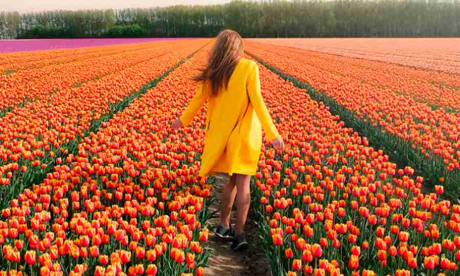 Casal registra florescer das tulipas na Holanda em fotos incríveis