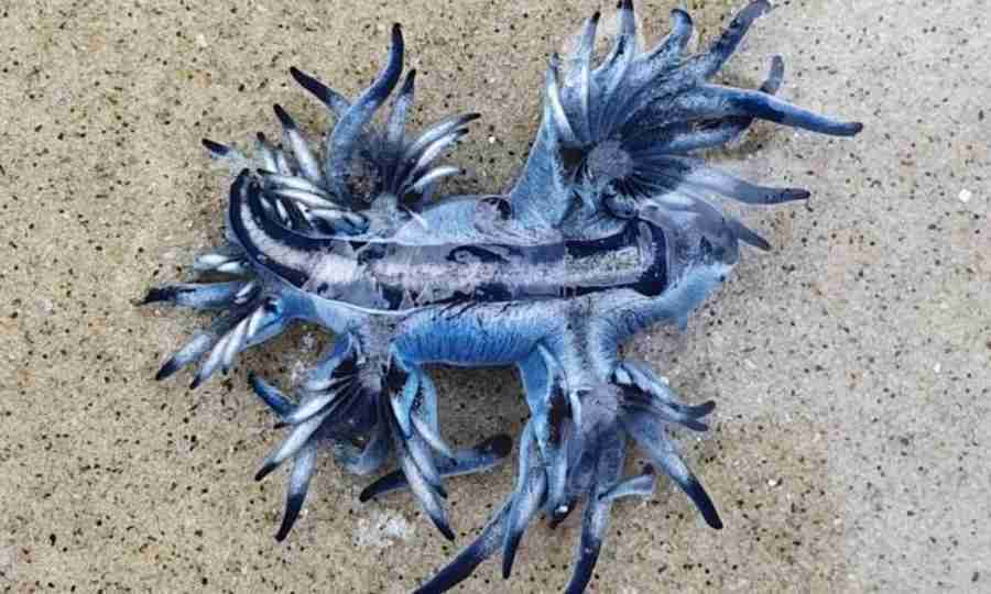 Molusco ‘dragão azul’ impressiona banhista do litoral de SP