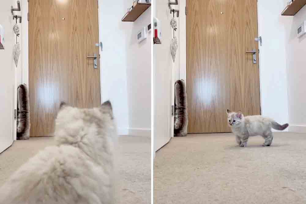 Vídeo: reação de gato quando o dono sai de casa é de cortar o coração (Foto: Reprodução/TikTok)
