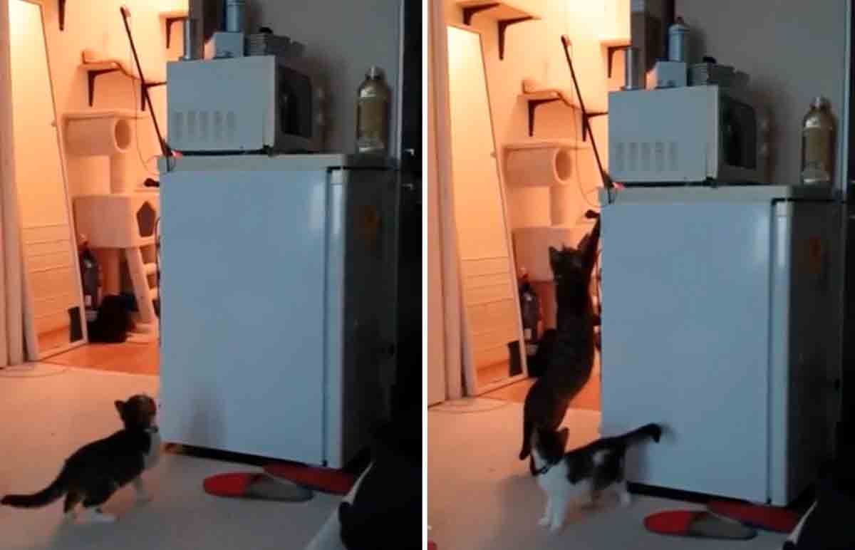 Vídeo hilário: brinquedo do filhote fica preso no alto, mas mamãe gato dá um jeito (Foto: Reprodução/Reddit)