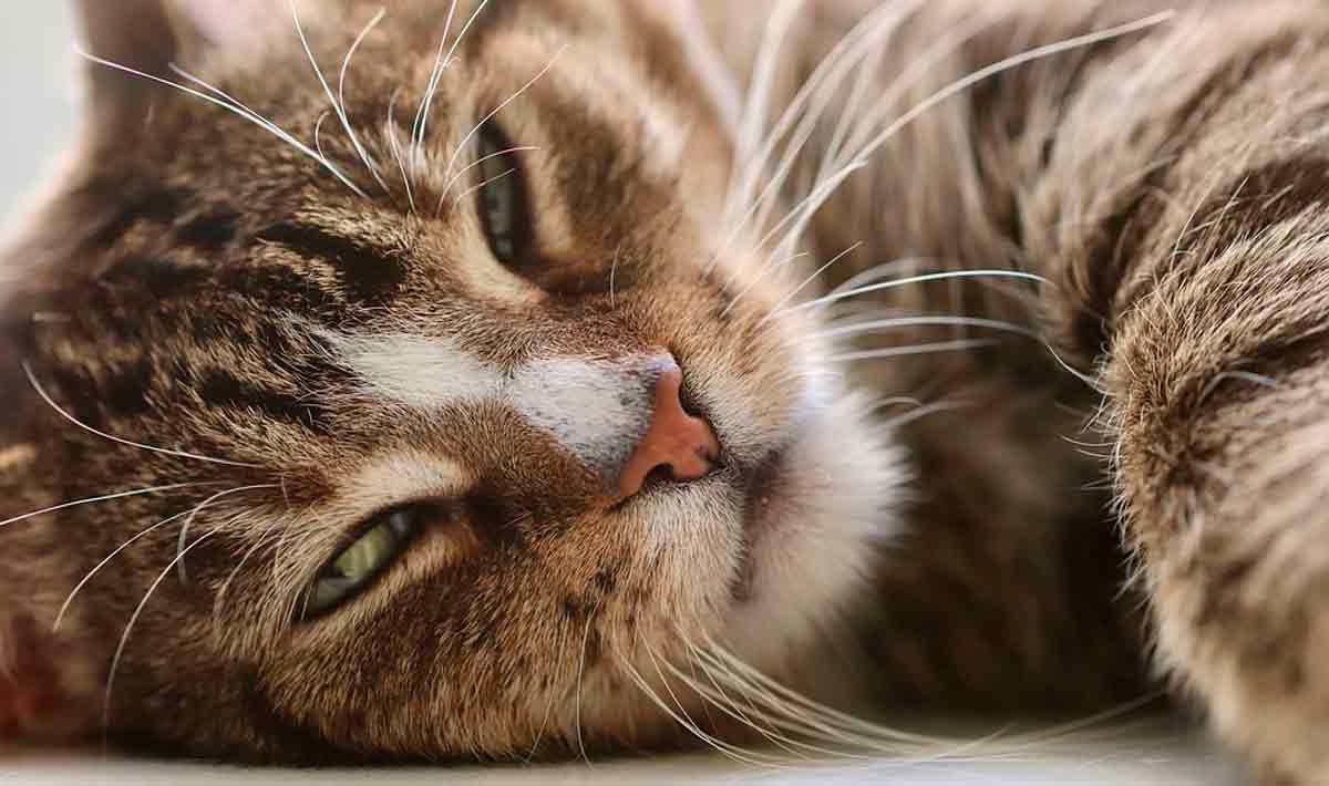 Conheça 9 sinais de depressão em gatos e 8 maneiras de ajudá-los. Foto: Pixabay