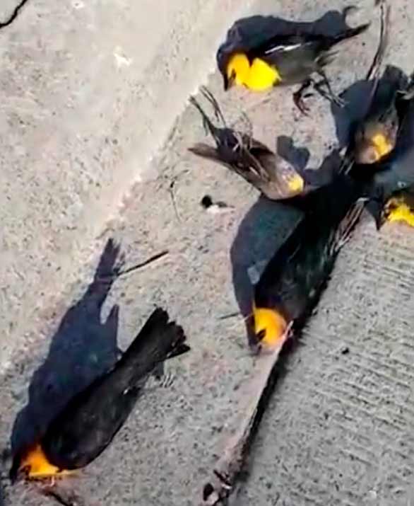 Vídeo: Centenas de pássaros mortos caem de repente do céu no México. Foto: Reprodução Twitter