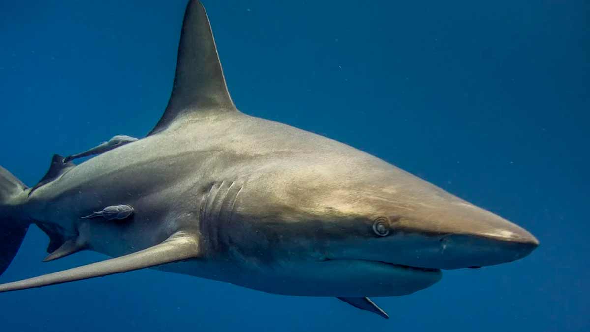 Vídeo: Banhista é comido por grande tubarão branco em Sydney. Foto: Pixabay