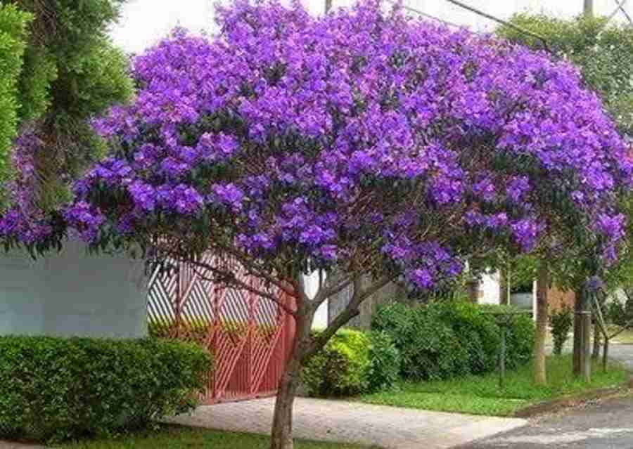 Quaresmeira é uma das plantas que permanecem coloridas e floridas no outono brasileiro. Fotos: Reprodução/ Pinterest