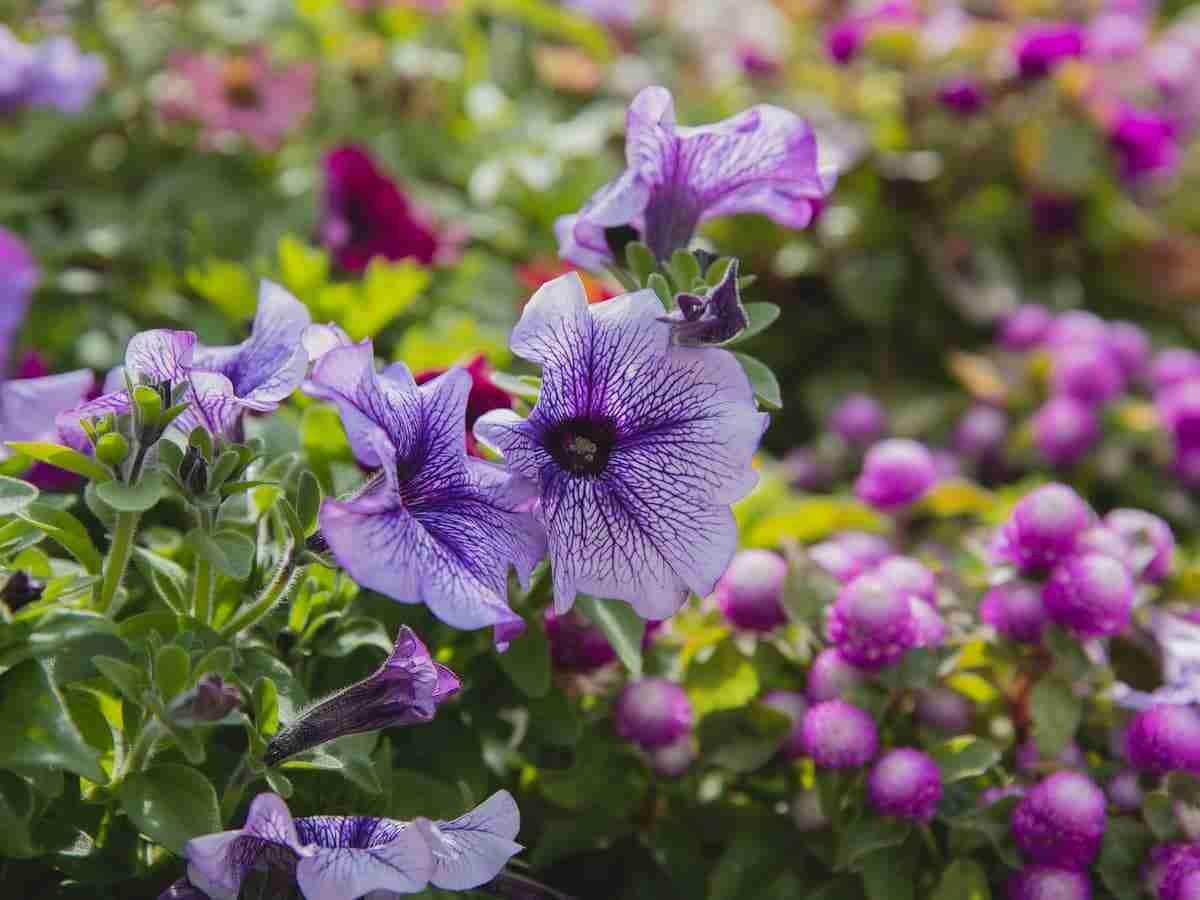 Petúnias: 6 dicas para você virar um expert nos cuidados com essa flor
