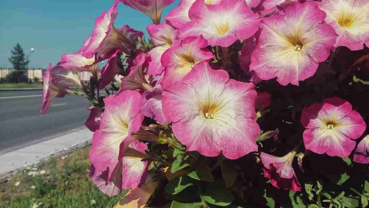 Petúnias: 6 dicas para você virar um expert nos cuidados com essa flor