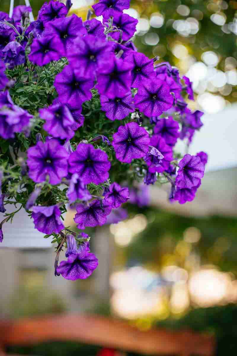 Petúnias: 6 dicas para você virar um expert nos cuidados com essa flor