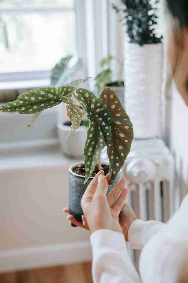 Begônia Maculata: saiba como cuidar da planta que é a tendência do momento nas redes sociais