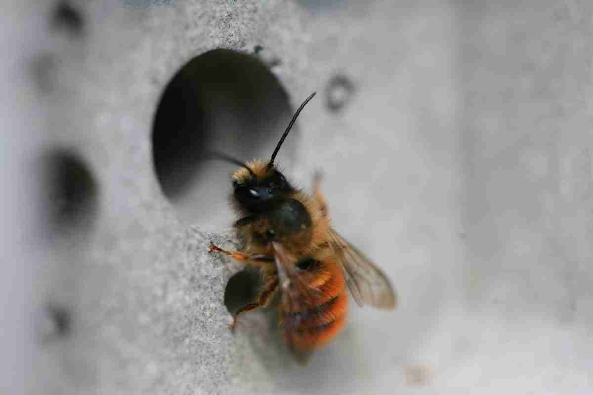 Tijolo com furos oferece casas em miniatura para abelhas solitárias
