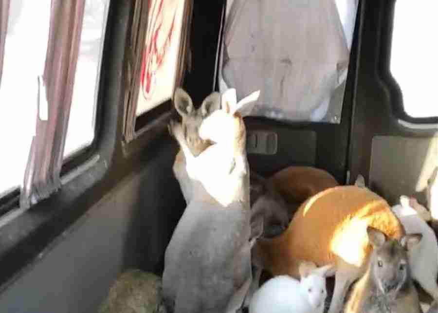 Homem usa van para salvar 10 cangurus na Ucrânia