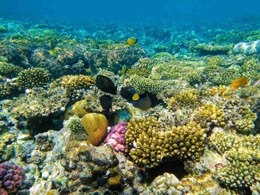 Corais brasileiros são mais resistentes para lidar com o aquecimento global, aponta estudo