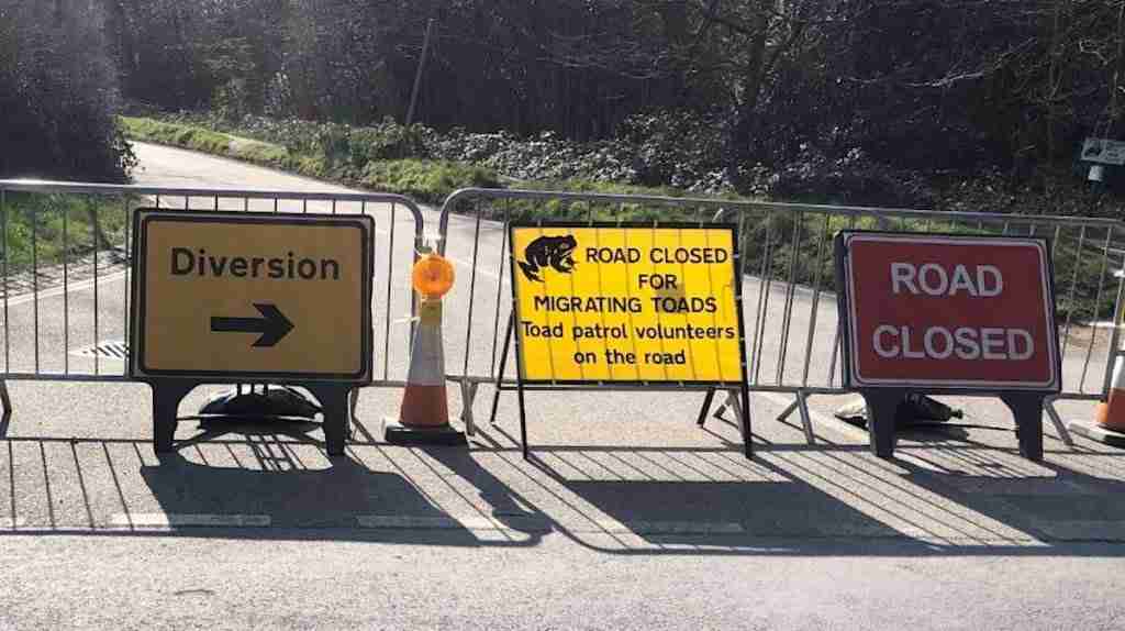 Estrada no Reino Unido é fechada para não atrapalhar a reprodução dos sapos; entenda