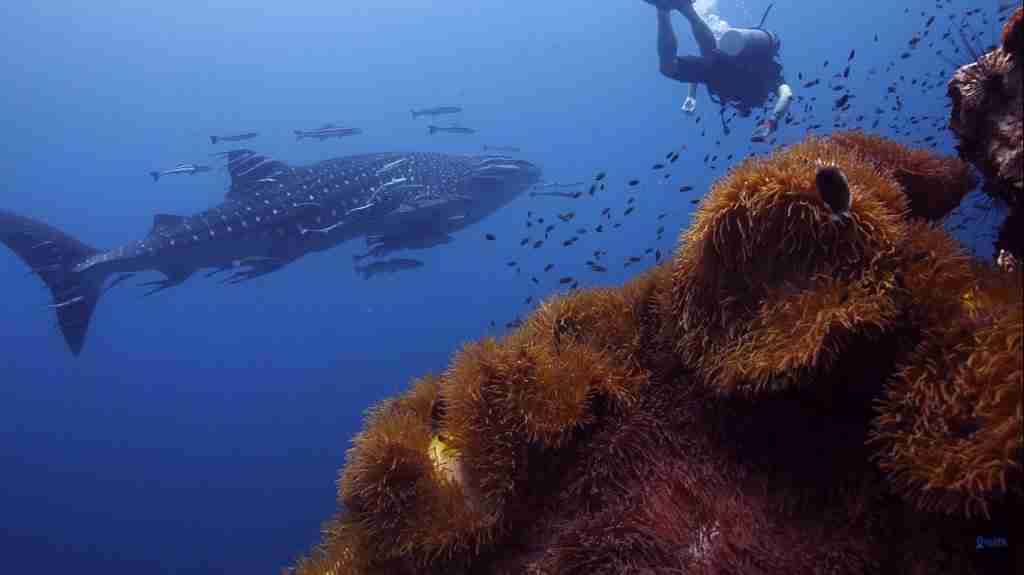Mergulhadores registram encontro com tubarão-baleia em vídeo