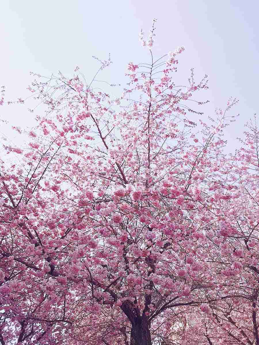 Cerejeira: dicas para plantar e cuidar dessa árvore encantadora