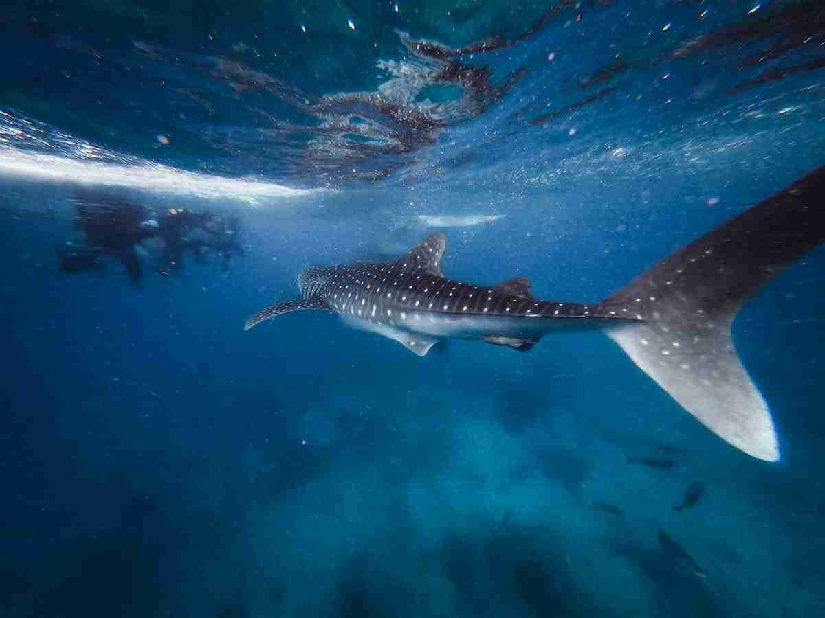 Viagem para o Qatar tem experiência com grupo de tubarões-baleia. Foto: Pexels