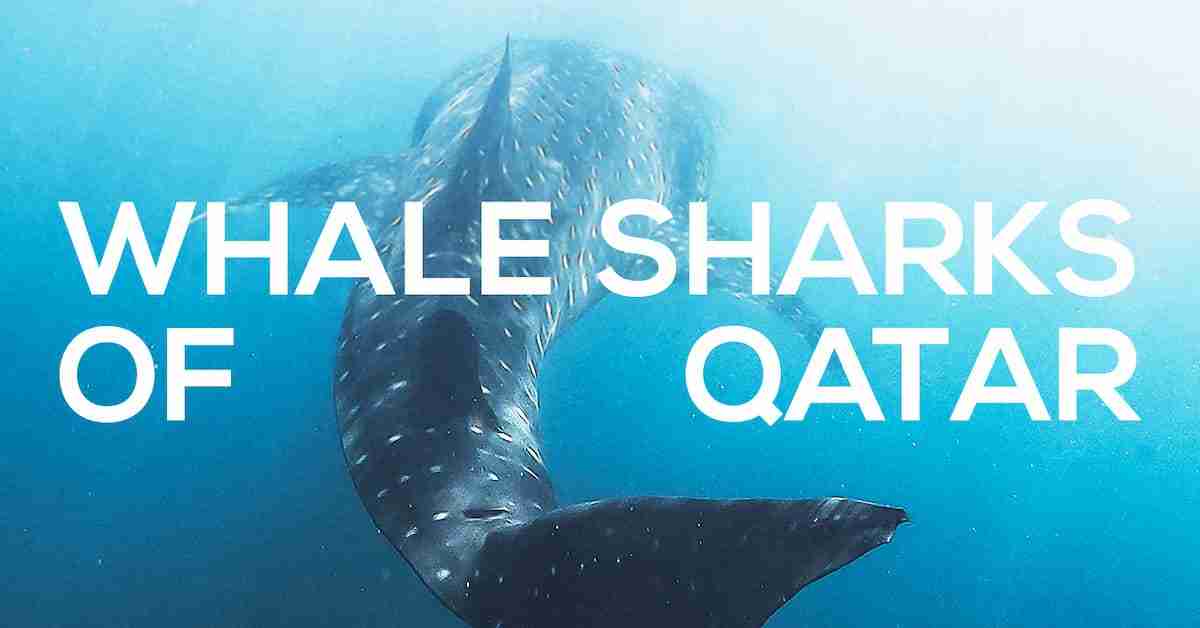 Viagem para o Qatar tem experiência com grupo de tubarões-baleia. Foto: Divulgação/ Qatar Airways