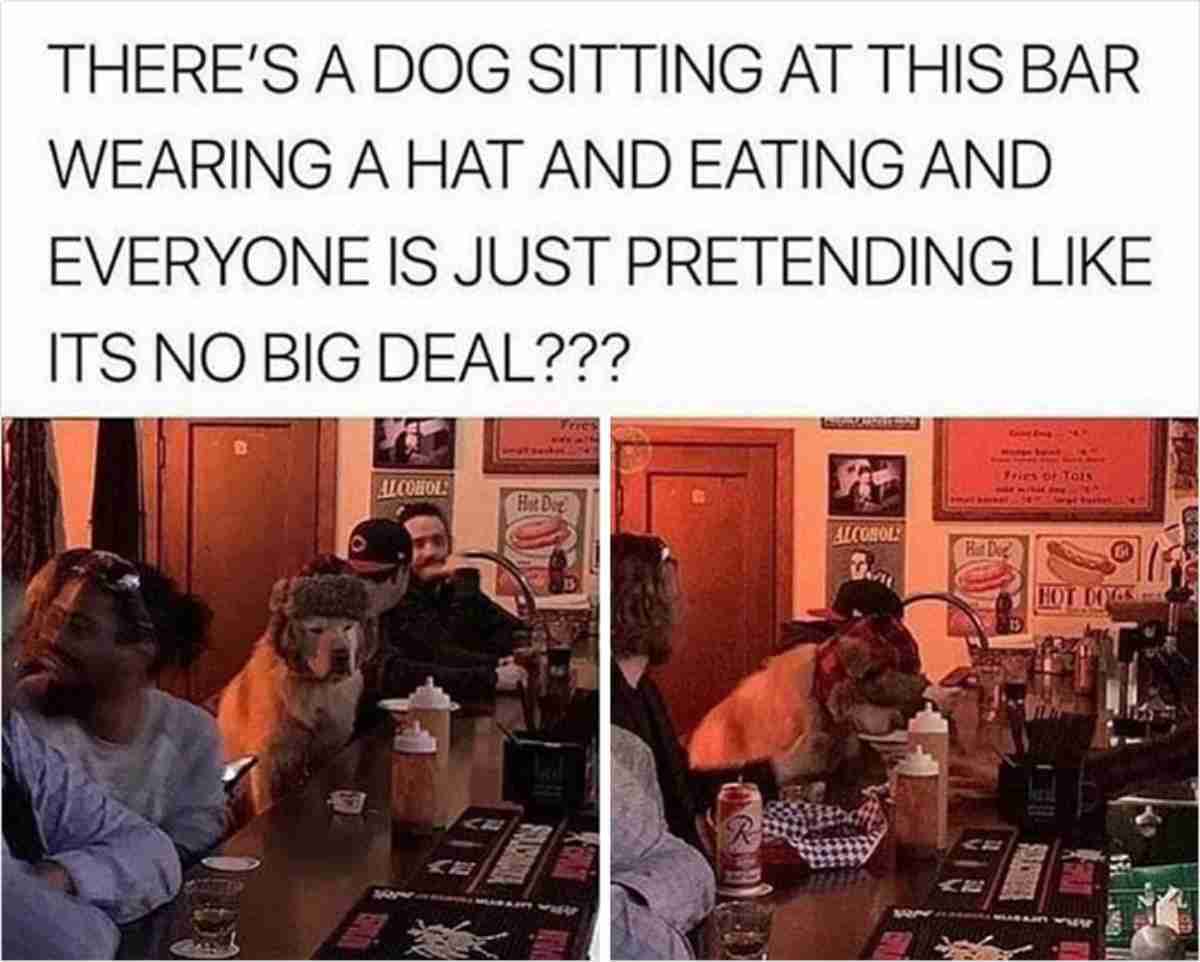 “Tem um cachorro sentado no bar, vestindo um chapéu e comendo. E está todo mundo fingindo que isso é normal???”