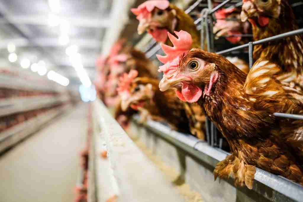 IA pode ser usada para melhorar o bem-estar de galinhas em granja