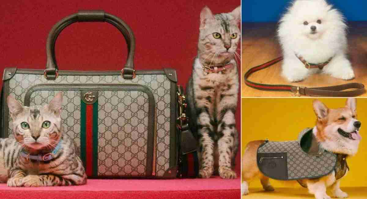 Gucci lança primeira coleção para pets. Fotos: Divulgação/ Gucci
