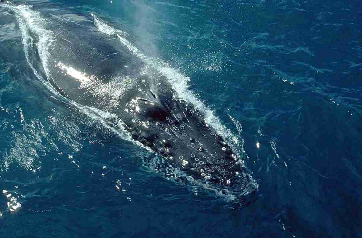 Turista grava show de baleias Jubarte no mar do ES